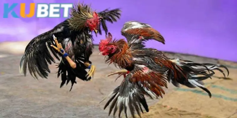 Đặc điểm thu hút người chơi trong đá gà live