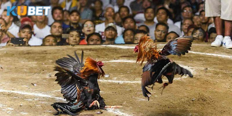 Kubet là nền tảng lý tưởng cho những ai yêu thích đấu gà