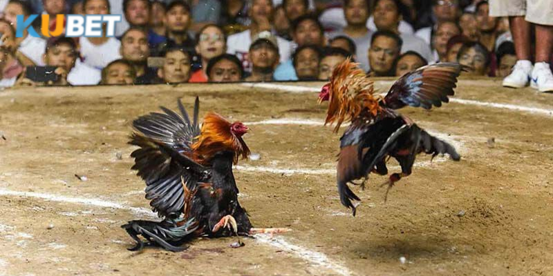 Các trận đấu đá gà luôn diễn ra trong một không gian rộng lớn