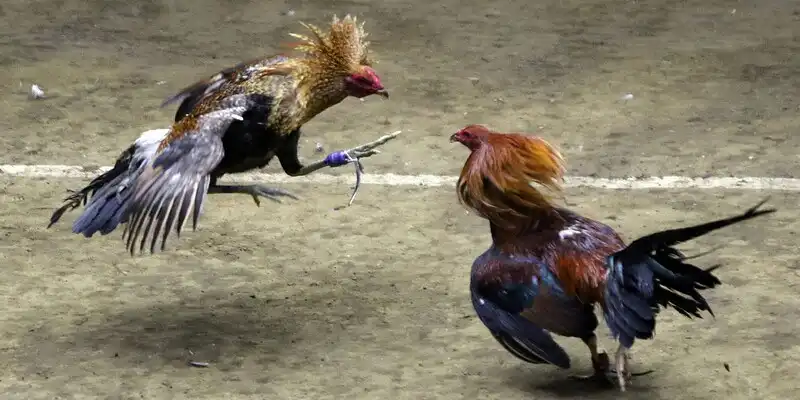 Tổng quan về đá gà Thomo