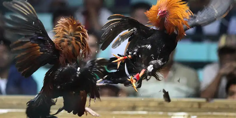 Những hình thức chơi đá gà được ưa chuộng nhất tại Thomo
