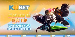Đá Gà Nam Mỹ Trực Tiếp