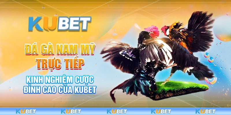 Đá Gà Nam Mỹ Trực Tiếp